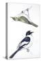 Birds: Passeriformes, Collared Flycatcher (Ficedula Albicollis) and Garden Warbler (Sylvia Borin)-null-Stretched Canvas