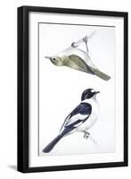 Birds: Passeriformes, Collared Flycatcher (Ficedula Albicollis) and Garden Warbler (Sylvia Borin)-null-Framed Giclee Print