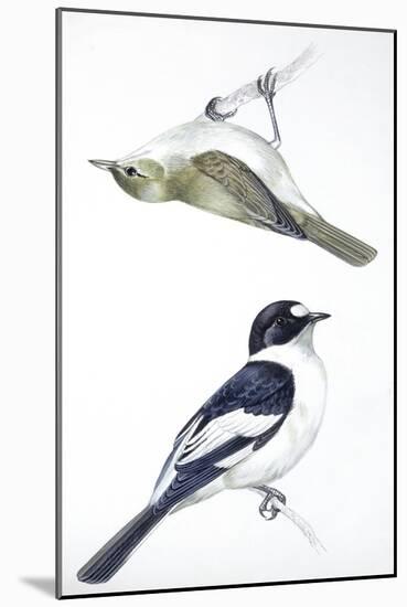 Birds: Passeriformes, Collared Flycatcher (Ficedula Albicollis) and Garden Warbler (Sylvia Borin)-null-Mounted Giclee Print