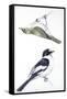 Birds: Passeriformes, Collared Flycatcher (Ficedula Albicollis) and Garden Warbler (Sylvia Borin)-null-Framed Stretched Canvas