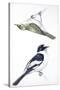 Birds: Passeriformes, Collared Flycatcher (Ficedula Albicollis) and Garden Warbler (Sylvia Borin)-null-Stretched Canvas