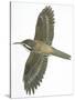 Birds: Passeriformes, Common Treecreeper (Certhia Familiaris)-null-Stretched Canvas