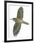 Birds: Passeriformes, Common Treecreeper (Certhia Familiaris)-null-Framed Giclee Print