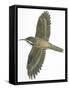 Birds: Passeriformes, Common Treecreeper (Certhia Familiaris)-null-Framed Stretched Canvas