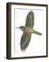 Birds: Passeriformes, Common Treecreeper (Certhia Familiaris)-null-Framed Giclee Print