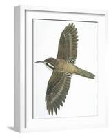 Birds: Passeriformes, Common Treecreeper (Certhia Familiaris)-null-Framed Giclee Print