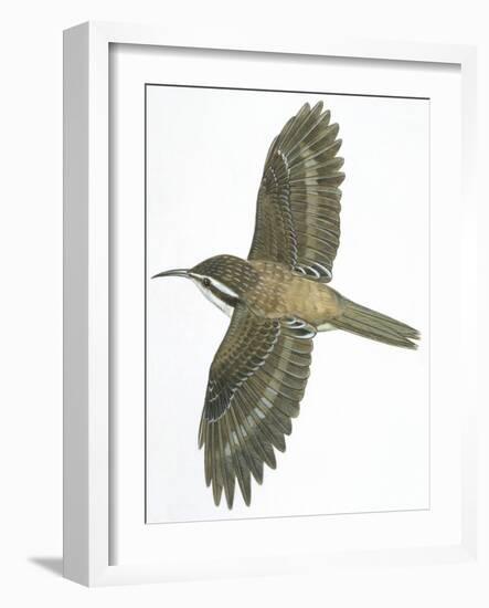 Birds: Passeriformes, Common Treecreeper (Certhia Familiaris)-null-Framed Giclee Print