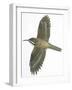 Birds: Passeriformes, Common Treecreeper (Certhia Familiaris)-null-Framed Giclee Print