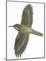 Birds: Passeriformes, Common Treecreeper (Certhia Familiaris)-null-Mounted Giclee Print