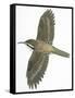 Birds: Passeriformes, Common Treecreeper (Certhia Familiaris)-null-Framed Stretched Canvas