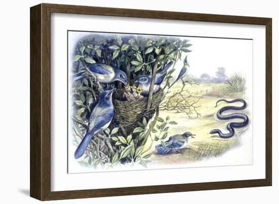 Birds: Passeriformes, Family of Western Scrub-Jay (Aphelocoma Californica)-null-Framed Giclee Print