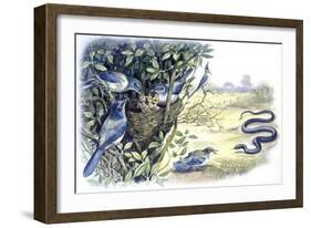 Birds: Passeriformes, Family of Western Scrub-Jay (Aphelocoma Californica)-null-Framed Giclee Print