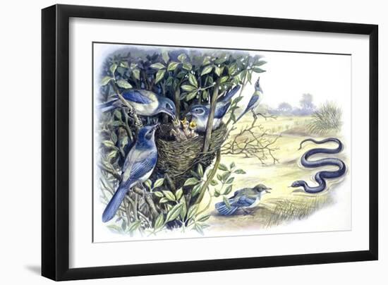 Birds: Passeriformes, Family of Western Scrub-Jay (Aphelocoma Californica)-null-Framed Giclee Print