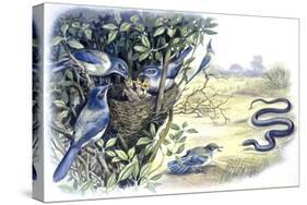 Birds: Passeriformes, Family of Western Scrub-Jay (Aphelocoma Californica)-null-Stretched Canvas