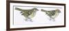 Birds: Passeriformes, Goldcrest (Regulus Regulus), and Firecrest (Regulus Ignicapillus)-null-Framed Premium Giclee Print