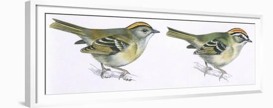 Birds: Passeriformes, Goldcrest (Regulus Regulus), and Firecrest (Regulus Ignicapillus)-null-Framed Premium Giclee Print