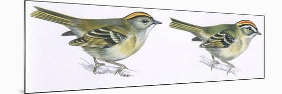 Birds: Passeriformes, Goldcrest (Regulus Regulus), and Firecrest (Regulus Ignicapillus)-null-Mounted Premium Giclee Print