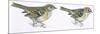 Birds: Passeriformes, Goldcrest (Regulus Regulus), and Firecrest (Regulus Ignicapillus)-null-Mounted Premium Giclee Print