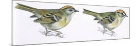 Birds: Passeriformes, Goldcrest (Regulus Regulus), and Firecrest (Regulus Ignicapillus)-null-Mounted Premium Giclee Print