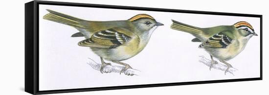 Birds: Passeriformes, Goldcrest (Regulus Regulus), and Firecrest (Regulus Ignicapillus)-null-Framed Stretched Canvas