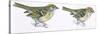 Birds: Passeriformes, Goldcrest (Regulus Regulus), and Firecrest (Regulus Ignicapillus)-null-Stretched Canvas