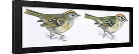 Birds: Passeriformes, Goldcrest (Regulus Regulus), and Firecrest (Regulus Ignicapillus)-null-Framed Giclee Print