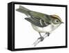 Birds: Passeriformes, Goldcrest (Regulus Regulus)-null-Framed Stretched Canvas