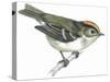 Birds: Passeriformes, Goldcrest (Regulus Regulus)-null-Stretched Canvas