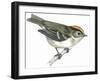 Birds: Passeriformes, Goldcrest (Regulus Regulus)-null-Framed Giclee Print