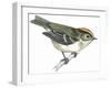 Birds: Passeriformes, Goldcrest (Regulus Regulus)-null-Framed Giclee Print