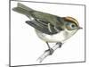 Birds: Passeriformes, Goldcrest (Regulus Regulus)-null-Mounted Giclee Print