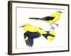 Birds: Passeriformes, Golden Oriole (Oriolus Oriolus)-null-Framed Giclee Print