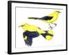 Birds: Passeriformes, Golden Oriole (Oriolus Oriolus)-null-Framed Giclee Print