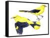 Birds: Passeriformes, Golden Oriole (Oriolus Oriolus)-null-Framed Stretched Canvas