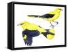 Birds: Passeriformes, Golden Oriole (Oriolus Oriolus)-null-Framed Stretched Canvas