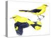 Birds: Passeriformes, Golden Oriole (Oriolus Oriolus)-null-Stretched Canvas