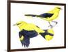 Birds: Passeriformes, Golden Oriole (Oriolus Oriolus)-null-Framed Giclee Print