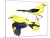 Birds: Passeriformes, Golden Oriole (Oriolus Oriolus)-null-Mounted Giclee Print