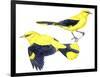 Birds: Passeriformes, Golden Oriole (Oriolus Oriolus)-null-Framed Giclee Print