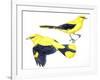 Birds: Passeriformes, Golden Oriole (Oriolus Oriolus)-null-Framed Giclee Print