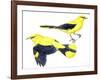 Birds: Passeriformes, Golden Oriole (Oriolus Oriolus)-null-Framed Giclee Print