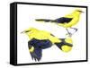 Birds: Passeriformes, Golden Oriole (Oriolus Oriolus)-null-Framed Stretched Canvas