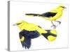 Birds: Passeriformes, Golden Oriole (Oriolus Oriolus)-null-Stretched Canvas