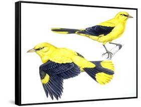 Birds: Passeriformes, Golden Oriole (Oriolus Oriolus)-null-Framed Stretched Canvas