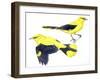 Birds: Passeriformes, Golden Oriole (Oriolus Oriolus)-null-Framed Premium Giclee Print