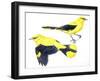 Birds: Passeriformes, Golden Oriole (Oriolus Oriolus)-null-Framed Premium Giclee Print