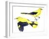 Birds: Passeriformes, Golden Oriole (Oriolus Oriolus)-null-Framed Premium Giclee Print