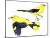 Birds: Passeriformes, Golden Oriole (Oriolus Oriolus)-null-Mounted Premium Giclee Print