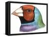 Birds: Passeriformes, Head Of, Gouldian Finch (Erythrura Gouldiae or Chloebia Gouldiae)-null-Framed Stretched Canvas