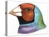 Birds: Passeriformes, Head Of, Gouldian Finch (Erythrura Gouldiae or Chloebia Gouldiae)-null-Stretched Canvas